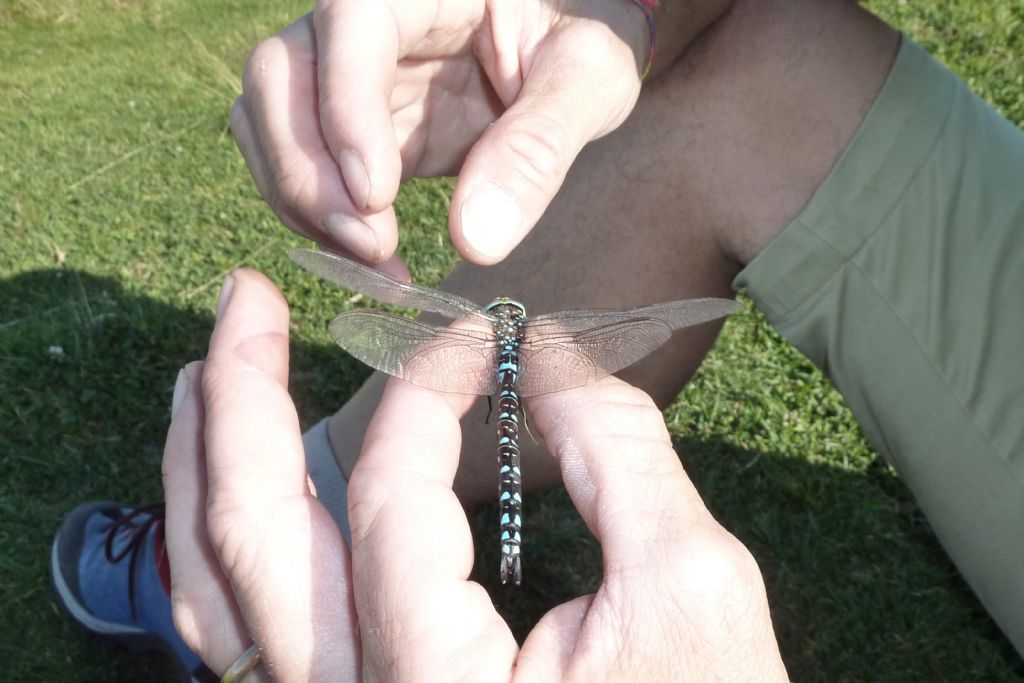 Libellula all''alpe Giumello (LC):  Aeshna juncea, maschio